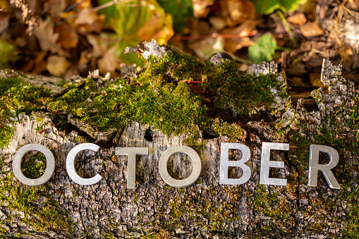 word OCTOBER laid with silver metal letters on fallen tree on autumn forest floor.