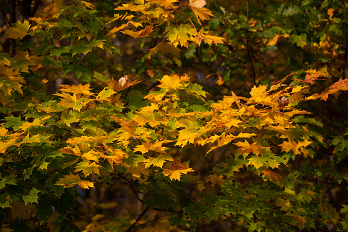 yellow and green maple leaves on tree branch, closeup.