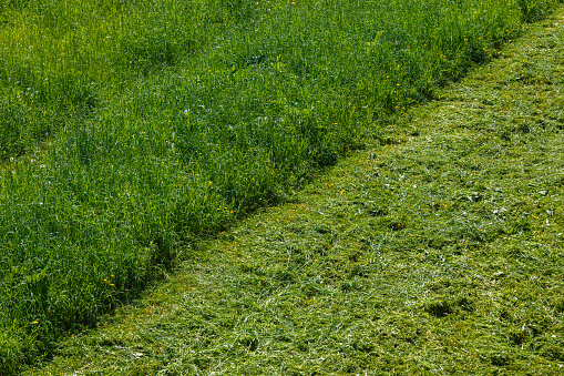 green lawn There are leaves from cutting grass