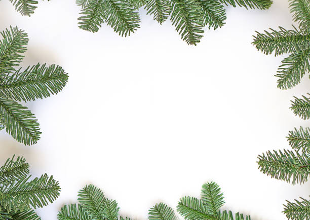 istock Framework of green fir twings on white paper background. 1698752167
