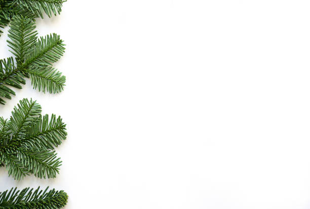 istock Christmas flat lay of fir branches on white background. 1698752169