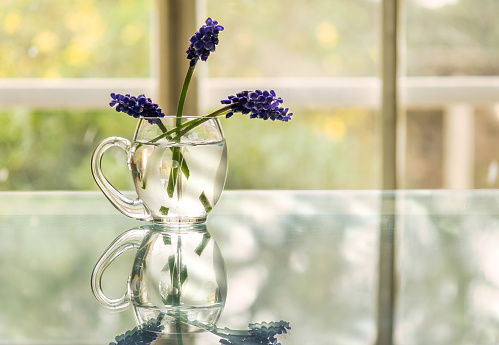 Minimalist image of a glass of water as a vase containing 3 violet flowers. Glass base with reflection and abundant natural light from behind