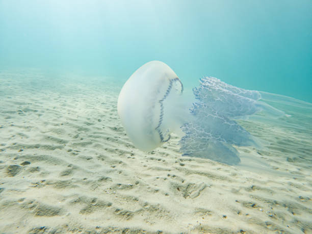 Jellyfish in the sea