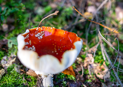 Lactarius rufus (Scop. ex Fr.) Fr. Rufous Milkcap, Lactaire roux, Fuchsfarbener Milchling, Rõt tejelõgomba, rõt keserûgomba, Lattario fulvo, Rossige melkzwam. Cap 3–10cm across, convex, later flattening, finally with a central depression, the centre usually with a pointed umbo, red-brown, bay or dark brick, moderately thick-fleshed, breaking fairly easily, surface dry and matt, margin somewhat inrolled at first. Stem 40–80 x 5–20mm, concolorous with cap but paler. Flesh white, stem often hollow when old. Gills somewhat decurrent, brittle, yellowish at first, later as cap but paler. Milk white; taste mild then after about a minute very hot and acrid. Spore print creamy whitish (B) with slight salmon tinge. Spores elliptic, warts occasionally isolated but mainly connected by thin ridges to form a rather incomplete network, 8–9.5 x 6.5–7.5µ. Habitat under pine. Season late spring to late autumn. Very common. Not edible although in some areas used as a seasoning after special treatment. (Never eat any mushroom until you are certain it is edible as many are poisonous and some are deadly poisonous.) Distribution, America and Europe (source R. Phillips).\n\nThis is a common Species under Pines in the Netherlands.