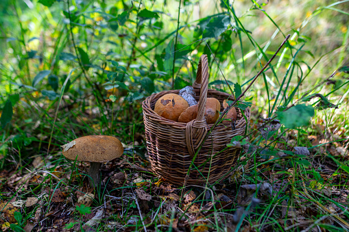 wooden basket full with mushrooms on the forest ground, mushroom picking tradition in Eastern Europe, mushroom Boletus in wicker basket, cooking delicious organic food mushroom.