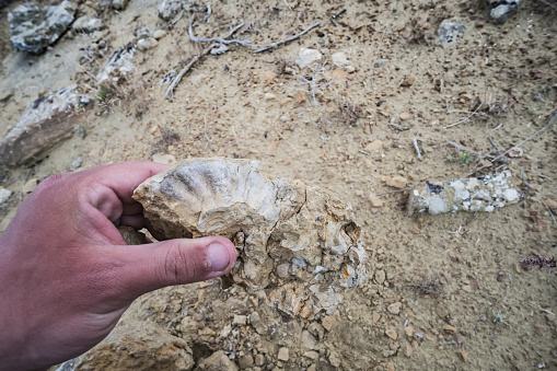 Fossilized shells from the bottom of the dried Tethys ocean in the Kazakh steppe, stone shells in the desert