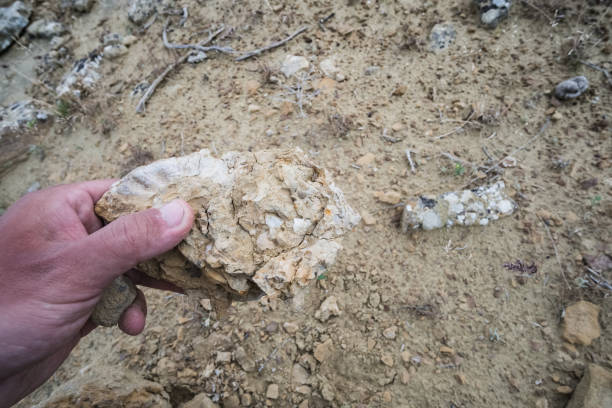 conchas fosilizadas del fondo del océano seco de tetis en la estepa kazaja, conchas de piedra en el desierto - tethys fotografías e imágenes de stock