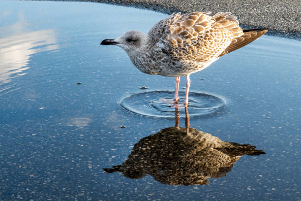 Free Stock Photo of Small Bird Standing in Pool of Water | Download ...