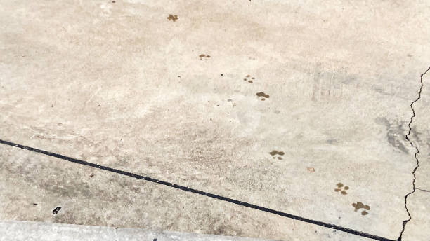 istock Concrete road surface with dog footprints 1698770631