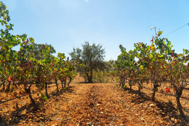 istock Alentejo vineyards 1698770723