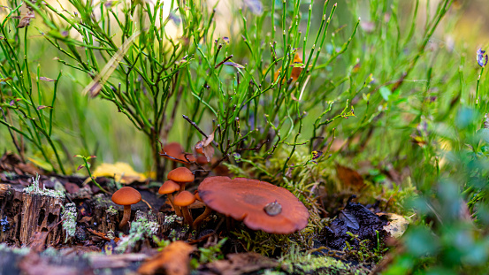 Low angle view of mushrooms growing on lush green moss in forest among ferns and tree trunks in autumn  forest