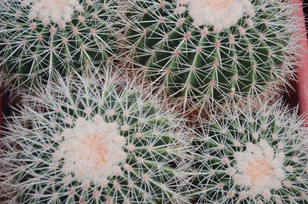 istock Green round cacti with thorns. View from above. Succulents. 1698770738