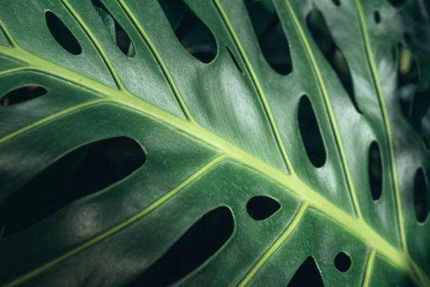 istock Tropical leave of plant green texture background 1698770763