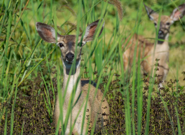 Mama Mule Deer in the Reeds An alert Black-Tailed Mule Deer mother in the Reeds supercaliphotolistic stock pictures, royalty-free photos & images