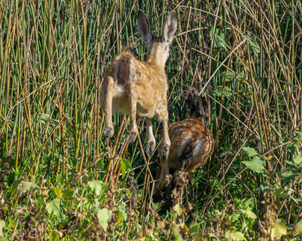 Escaping Fawns Two Black-Tailed Mule Deer Fawns Jump and Hide in the Reeds supercaliphotolistic stock pictures, royalty-free photos & images