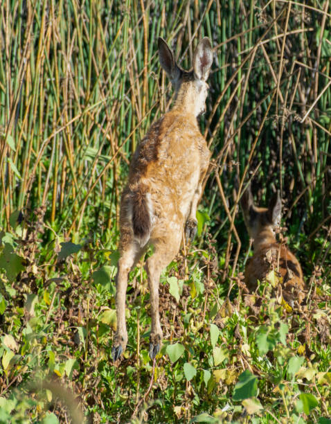 Jumping Fawn A Black-Tailed Mule Deer Fawn and its twin hide in the reeds supercaliphotolistic stock pictures, royalty-free photos & images
