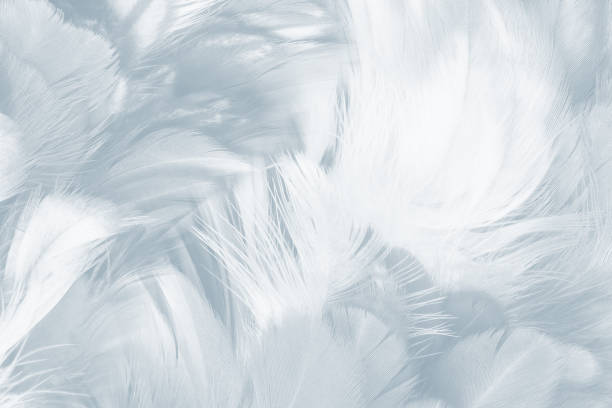 istock Beautiful white baby blue colors pastel tone feather pattern texture cool background for decorative design wallpaper and other 1698770921