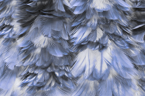 Beautiful violet feather wool plume pattern texture background , pastel color style