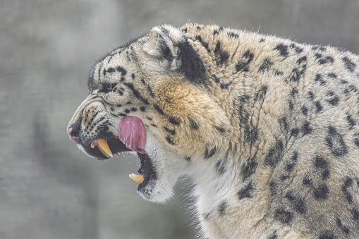 Snow Leopard, (Panthera uncia), licking with open mouth, side view