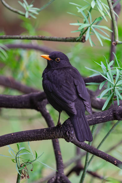 male common blackbird on a branch male common blackbird (,Turdus merula cabrerae), on a branch, with vegetation background, Tenerife, Canary islands common blackbird turdus merula stock pictures, royalty-free photos & images