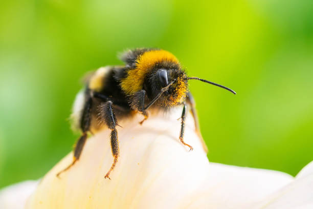 istock Bumblebee on a flower macro. Bumblebee collects flower nectar 1698775010