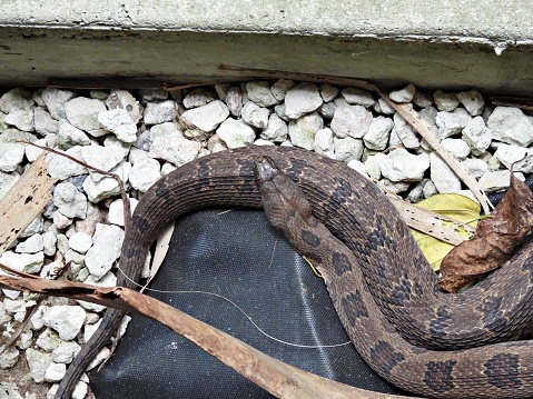 Brown Watersnake - top view