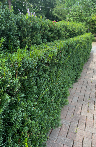 Yew hedge by sidewalk
