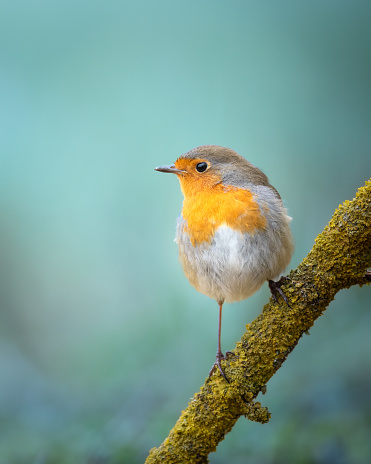 Robin in wintertime,Eifel,Germany.\nPlease see more than 1000 songbird pictures of my Portfolio.\nThank you!