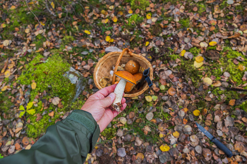 Close-up view of aspen mushroom in man's hand over wicker basket with mushrooms.