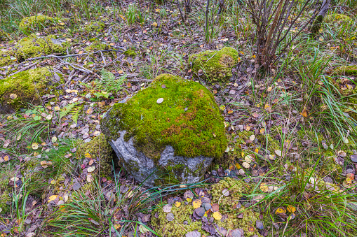 Beautiful nature landscape view of big rock covered with green moss in forest.