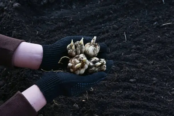 Photo of Flower bulbs of tulips, hyacinths, lilies and other flowers for planting in the soil in the hands of an elderly woman and in an iron dish. View from above. Gardening.