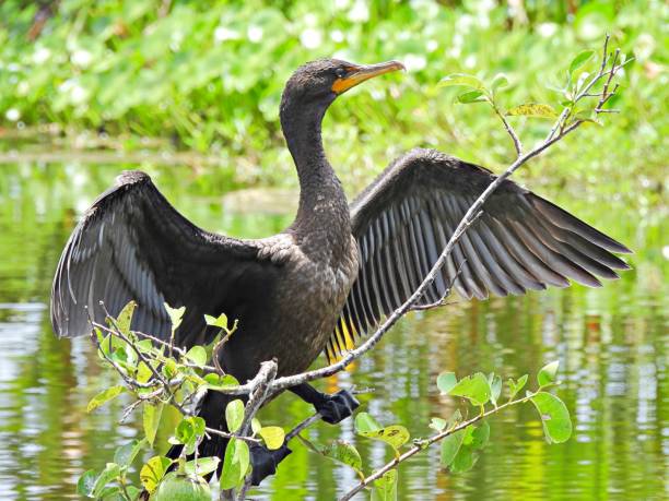 istock Double-crested Cormorant (Phalacrocorax auritus) - perched in a tree near a lake 1698799199