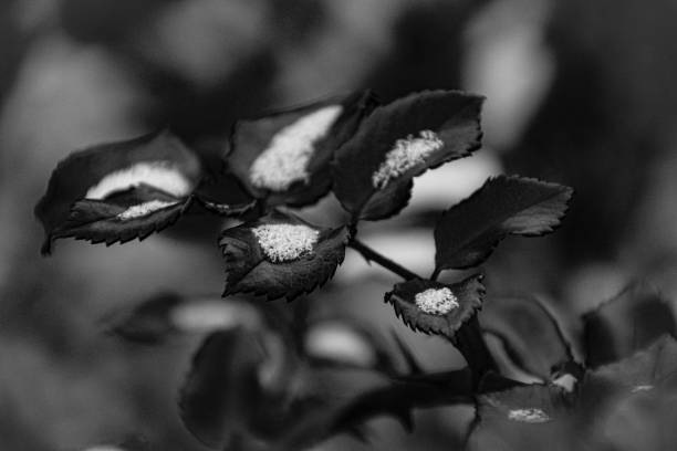 istock Close up of leaves during winter 1698802043