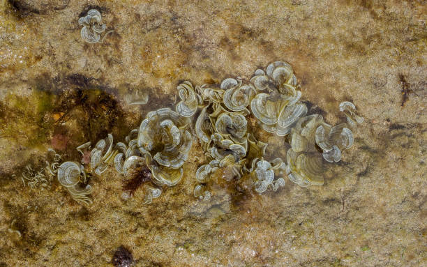 istock peacock's tail (Padina pavonica) seaweed on a rock during low tide 1698804287
