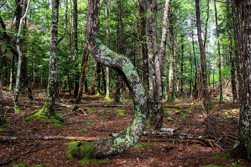 A curved tree located by Jeremy’s Bay Camprground in Kejimkujik National Park and National Historic Sight, located in the maritime province of Nova Scotia in Canada. Kejimkujik is one of the most visited national parks in the province.