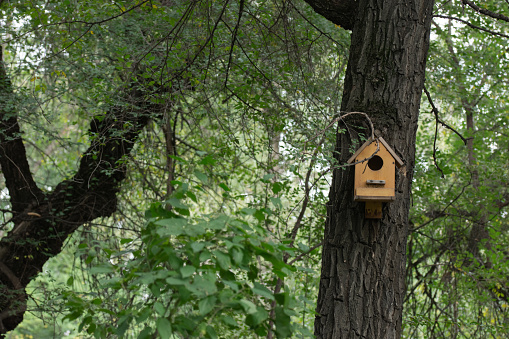 wooden birdhouse aon a tree