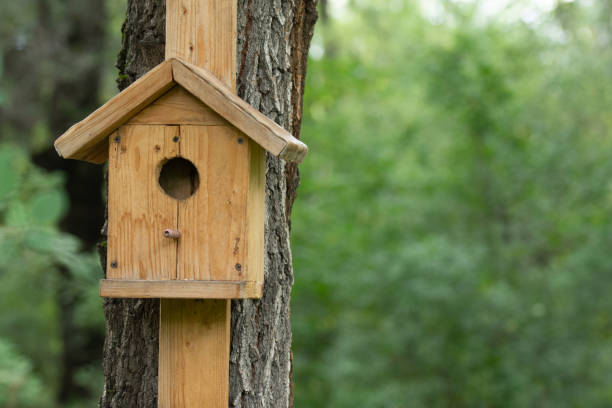 istock wooden house for birds, tree feeder 1698815473