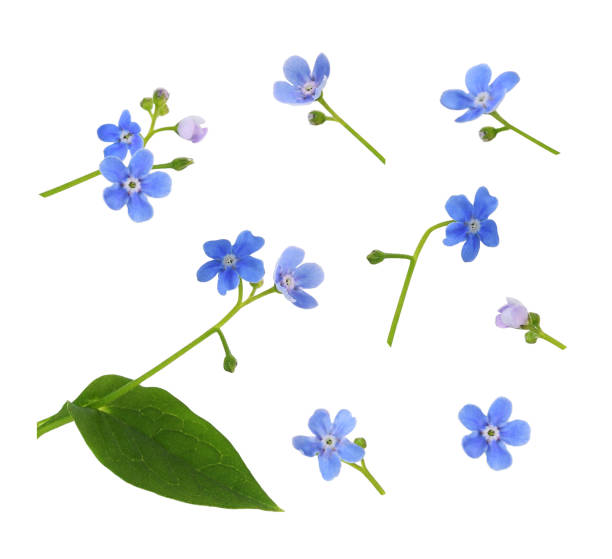 istock Set of blue forget-me-not flowers isolated 1698817218