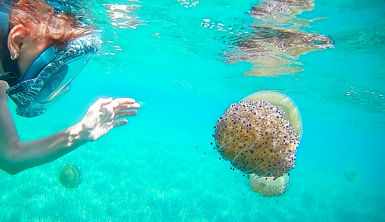 Underwater swimming with the mask near jellyfishes