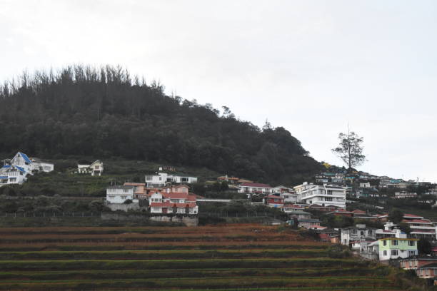istock Coffee plantation near a town 1698822987