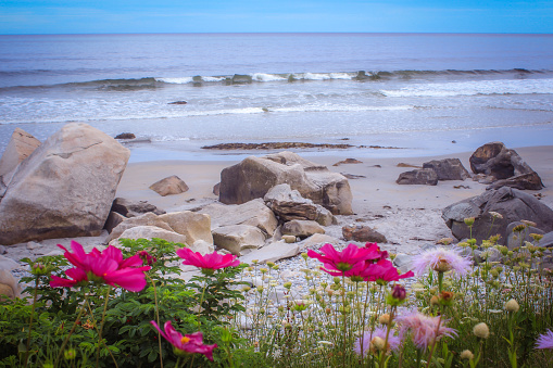Flowers in front of the beach, towards the end of the day/beginning of sunset, on a cloudy summer’s day in the maritime province of Nova Scotia.