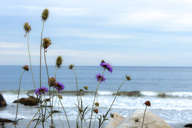 Flowers in front of the beach, towards the end of the day/beginning of sunset, on a cloudy summer’s day in the maritime province of Nova Scotia.