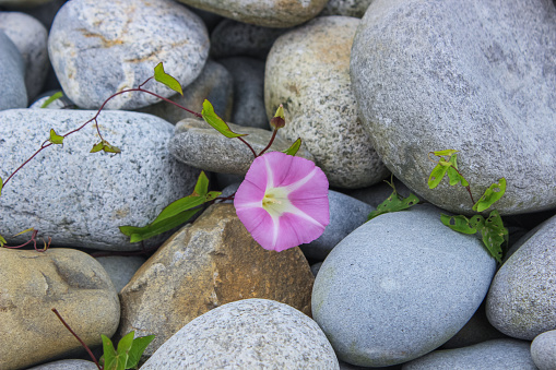 A small, purple/pink flower (Sea bindweed) growing over the rocks at a beach located in the maritime province of Nova Scotia.