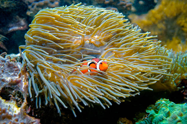 istock Clownfish - Sea Anemone 1698830921