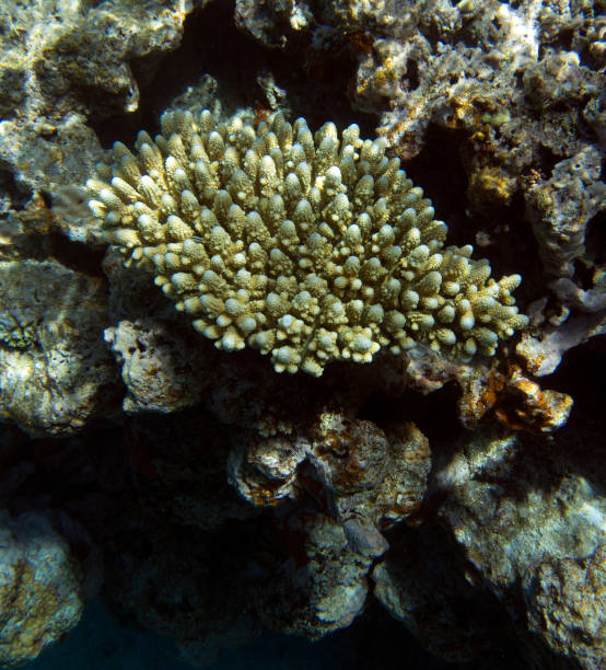 istock View of colorful corals in reef 1698839854