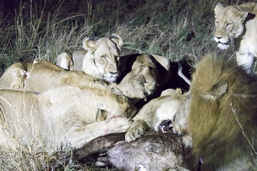 View of lions group eating a buffalo in Kruger park
