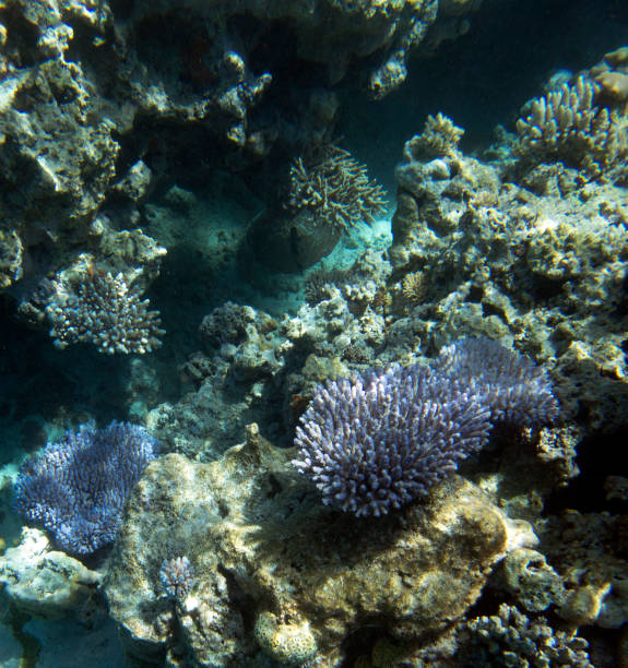 istock View of colorful corals in reef 1698841015