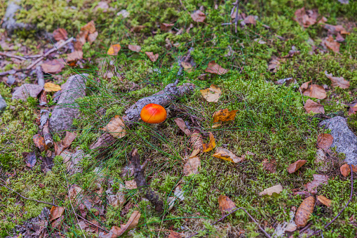 Beautiful view of fly agaric mushroom growing in forest on autumn day. Sweden.