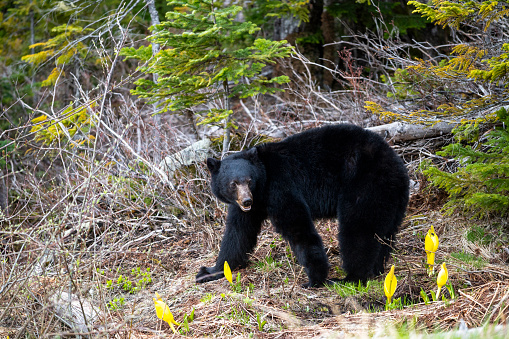 Black bear in Whistler, Canada. Wildlife in British Columbia.