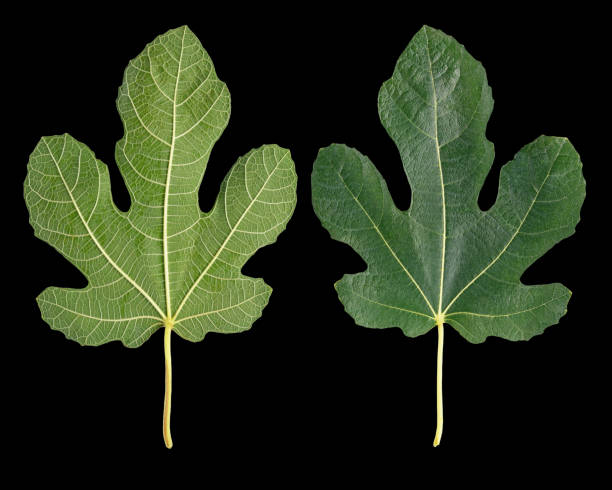 istock Green leaf of fig tree. Leaf on both side. Isolated on black background, flat lay 1698846678